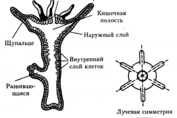 Кракен онион ссылка на тор