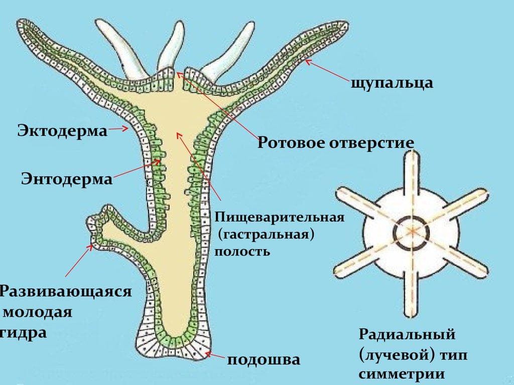 Актуальный сайт кракена